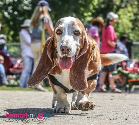 Find basset hound puppies and breeders in your area and helpful basset hound information. Basset Hound Rescue Ohio | PETSIDI
