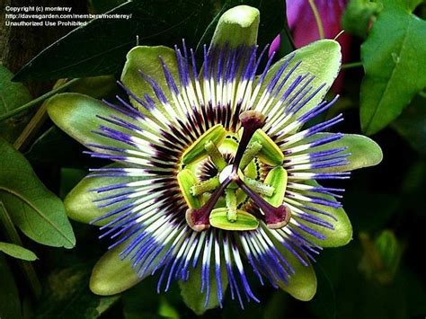 Plantfiles Pictures Blue Passion Flower Hardy Passion Flower Passiflora Caerulea 1 By