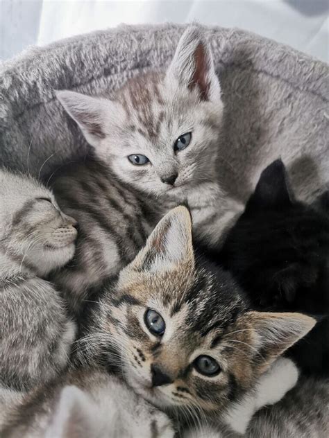 Beautiful Bsh X Bengal Kittens All Sold In Durham County Durham