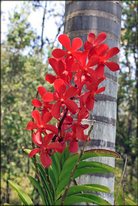 《 flowwow 》 best local flower shops near me in ! red Vanda-060511-3 | Red orchids, Vanda orchids, Rare orchids