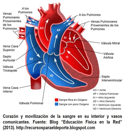 Coracao Sistema Circulatorio