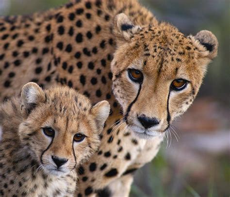 Cheetah-cub+theetah+hunting+cheetah+face+cheetah+family+the+fastest ... | holiday ideas ...
