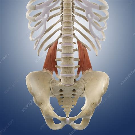 Lower Back Muscles Artwork Stock Image C0145012 Science Photo