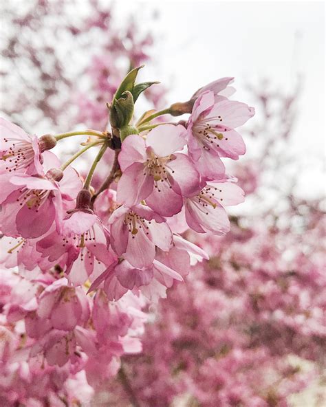 Akebono Cherry — Newport Tree Conservancy