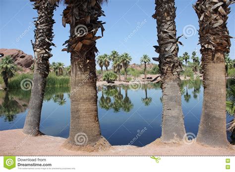 Desert Palm Tree Oasis Stock Photo Image Of Hill Peaceful 72630552