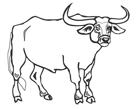 Mammals Musk Ox Coloring Pages Motherhood