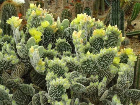 This is also one of the more popular prickly pear's used for making jams & jellies especially the i can understand how they'd be considered a nuisance in warmer climates. Opuntia microdasys | Cactus plants, Succulents, Plants