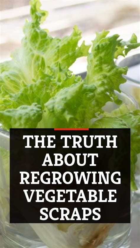 The Truth About Regrowing Vegetable Scraps Mashed Regrow Vegetables