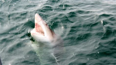 But the vet bills and the licence to have one can get up to 60,000.a year just to keep it. Big Sand Tiger Shark caught off Cape May Coast - YouTube