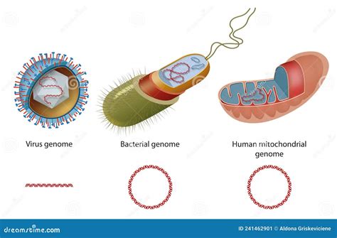 Types Of Genome In Virus Bacteria And Human Mitochondria Diagram Of