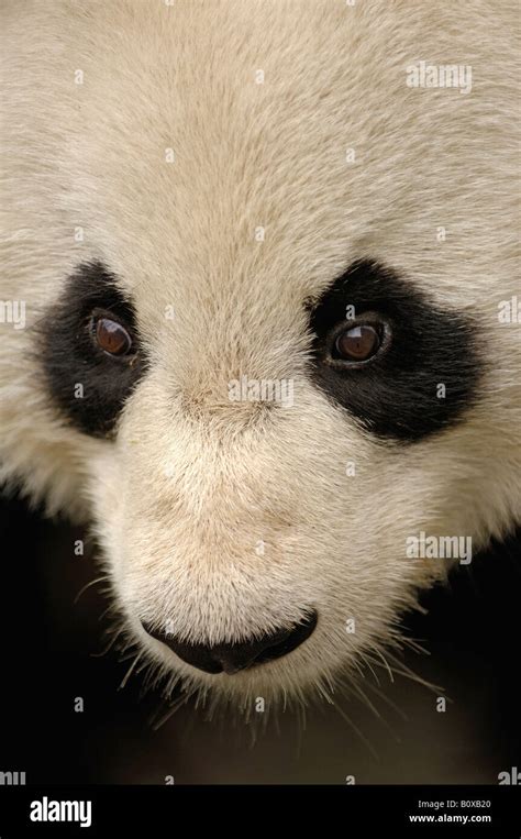 Panda Eyes Hi Res Stock Photography And Images Alamy