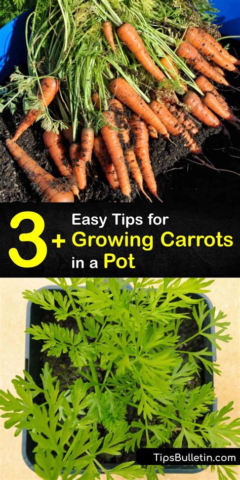 Potted Carrot Care Smart Guide For Planting Carrots In A Pot