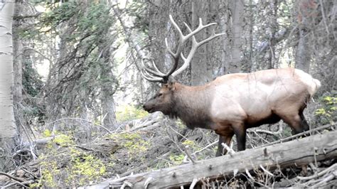 Utah Bull Elk 10 Yards Youtube