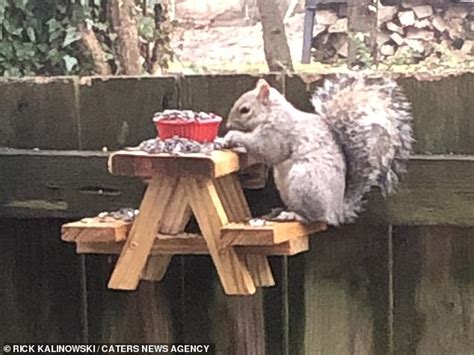 We've found a bigger version that can. People are building picnic tables for SQUIRRELS during ...