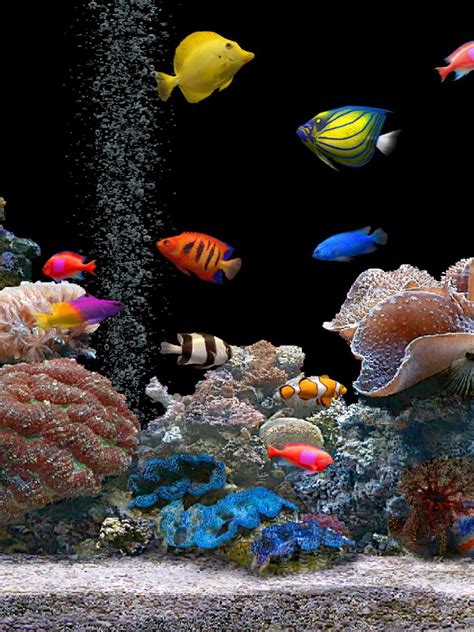Free Download Aquarium Colorful Screensavers Wallpapers Hd 138274