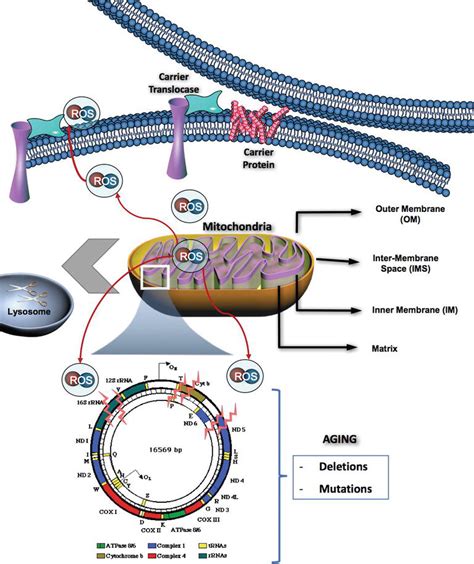 Mitochondrial Aging And Metabolism The Importance Of A Good