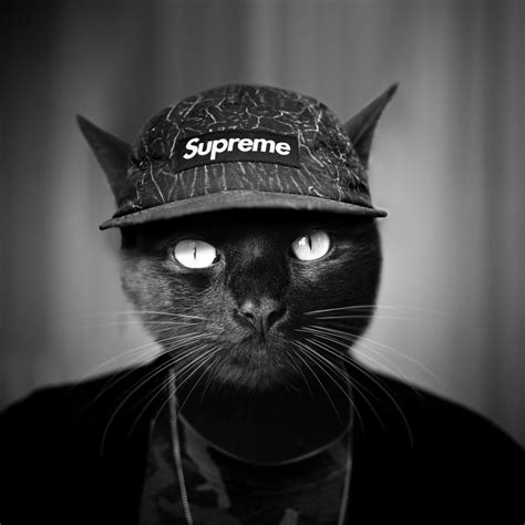 Supreme Cat Aww
