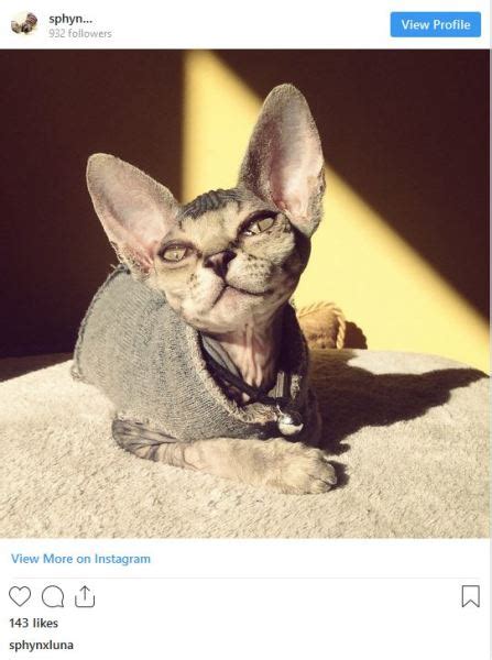 These 17 Pictures Of Sphynx Cat Babies Will Melt Your Heart