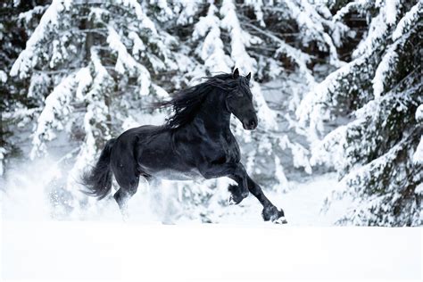 The Fairy Tale Friesian Horses In Snow Friesian Horse Friesian Stallion