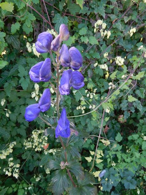 Aconitum Carmichaelii Royal Flush The Beth Chatto Gardens