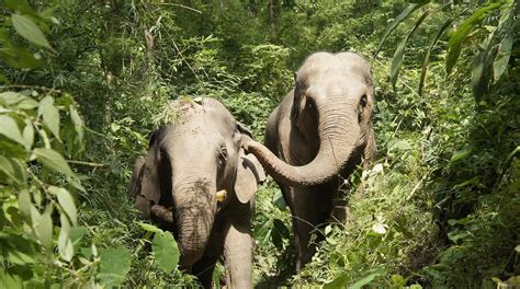 Medical Shelter For Bees Elephants Emily Mcwilli Elephant Sanctuary Elephant Save The
