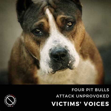 Four Pit Bulls Attack Unprovoked National Pit Bull Victim Awareness