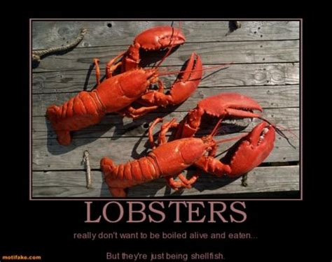 Lobsters Really Dont Want To Be Boiled Alive And Eaten