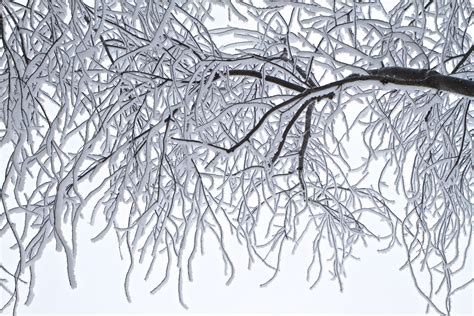 Trees Frost Winter Cold Landscape Ice Outdoor K Hd Wallpaper