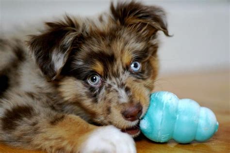 Australian Shepherd Puppy Playing With It Toy Hi Res 720p Hd
