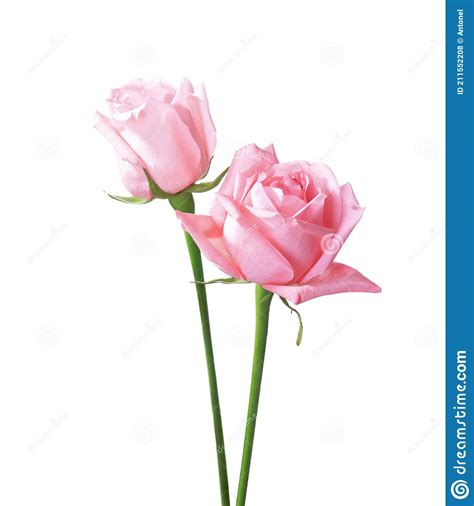 Two Light Pink Roses Isolated On White Background Stock Photo Image