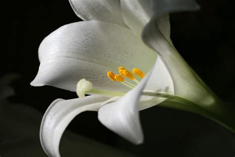 Loveliness Of Lilies Birds And Blooms