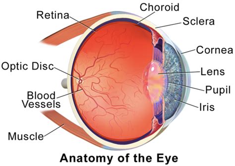 Parts Of The Eye Cornea
