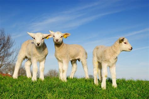 Baby Sheep Wallpapers Top Free Baby Sheep Backgrounds Wallpaperaccess