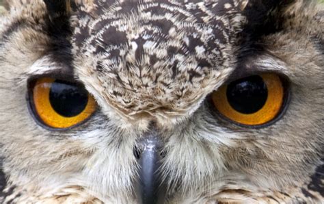 Iridology And Owls Eyes Ornithology