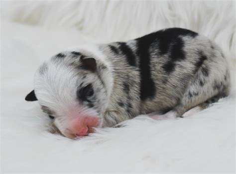 This dog should not be allowed to run free near a road as it may decide to chase a car or something else it sees across the road, running a high risk of getting hit by a car. A blue merle male border collie puppy for sale near me ...