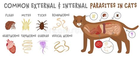 Common External And Internal Parasites In Cats Stock Vector