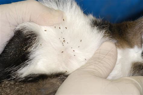 Learn some of the most common foods that can be harmful to your cat and what to do in case of accidental ingestion. Fleas in Dogs and Cats - Integumentary System - Veterinary ...