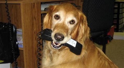 If Dogs Could Call 911 These Would Be Their Hilarious Emergencies