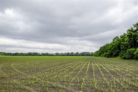 Cornfield Small Corn Sprouts Field Landscape Cloudy Sky And Stalks