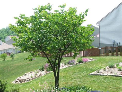 Here are 10 trees and shrubs with purple leaves, including japanese maples, crabapples, barberries, and more. PlantFiles Pictures: Cercis Species, Eastern Redbud ...