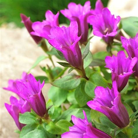 Gentiana Scabra Little Pinkie Pink Purple Gentian Plant