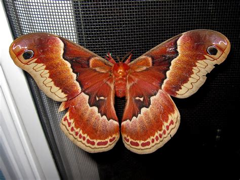 Callosamia Promethea Promethea Moth Hodges 7764 June 9 Flickr