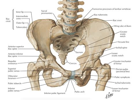 It is also helpful in posterior slings. Image result for anterior superior iliac crest | Anatomy ...