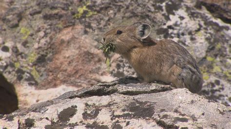Help Researchers Track Pika In Colorado With The App Colorado News