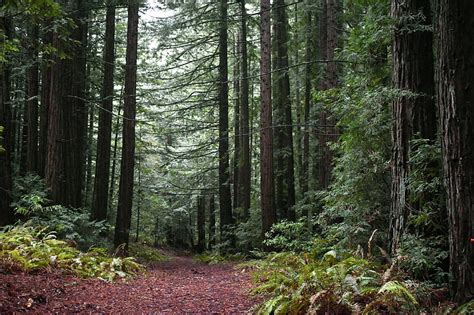 Redwood Respite 10 Places In The Santa Cruz Mountains You Can Still