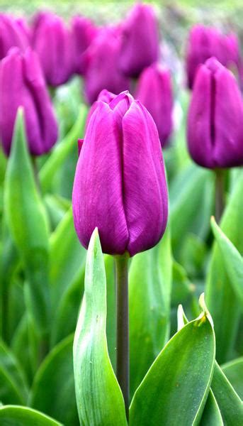 Flowers are considered to be one of the most beautiful objects. Tulip Purple Prince | DutchGrown