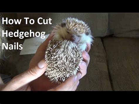 With a sponge or an absorbent cloth, soak the nail and the surrounding wood with the carbonated drink. How To Cut HEDGEHOG Nails! - YouTube