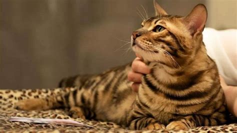 Kucing dahan kalimantan masih tergolong dalam kucing liar yang ukurannya sedang saja. √ 10 Daftar Harga Kucing Hutan Terbaru dan Terlengkap!