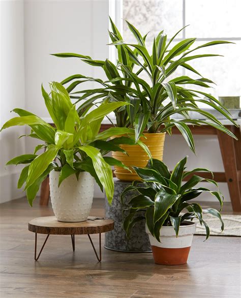 Fantastic Indoor Potted Plant Arrangement Ideas Gardenideazcom