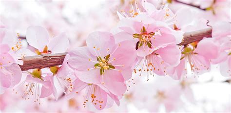 Cherry Blossom Live Wallpapers Apps And Games